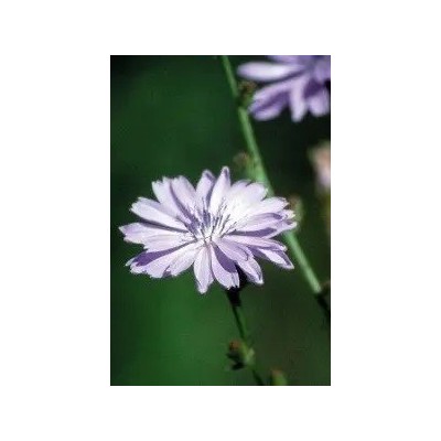 Achicoria (8) Chicory Elixir Floral Ecológico de PLANTIS (Dr. Bach) Artesania Agricola, S.A. ART-095008 Estados emocionales, ...