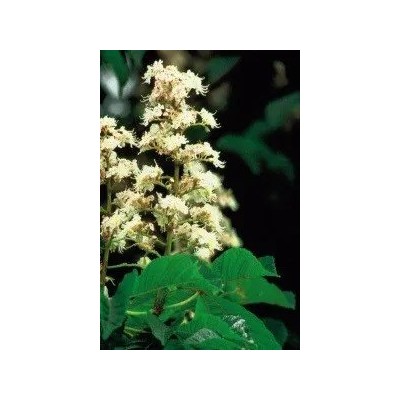 Castaño de Indias (35) White Chesnut Elixir Floral Ecológico de PLANTIS (Dr. Bach) Artesania Agricola, S.A. ART-095035 Estado...