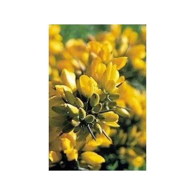 Aulaga (13) Gorse Elixir Floral Ecológico de PLANTIS (Dr. Bach) Artesania Agricola, S.A. ART-095027 Estados emocionales, ansi...