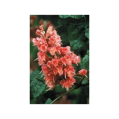 Castaño Rojo (25) Red Chestnut Elixir Floral Ecológico de PLANTIS (Dr. Bach) Artesania Agricola, S.A. ART-095025 Estados emoc...