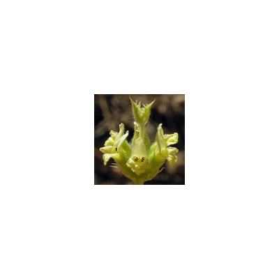 RABOGATO (Zaharea) 45g de Naturcid Naturcid S.L. 14048 Plantas Medicinales salud.bio