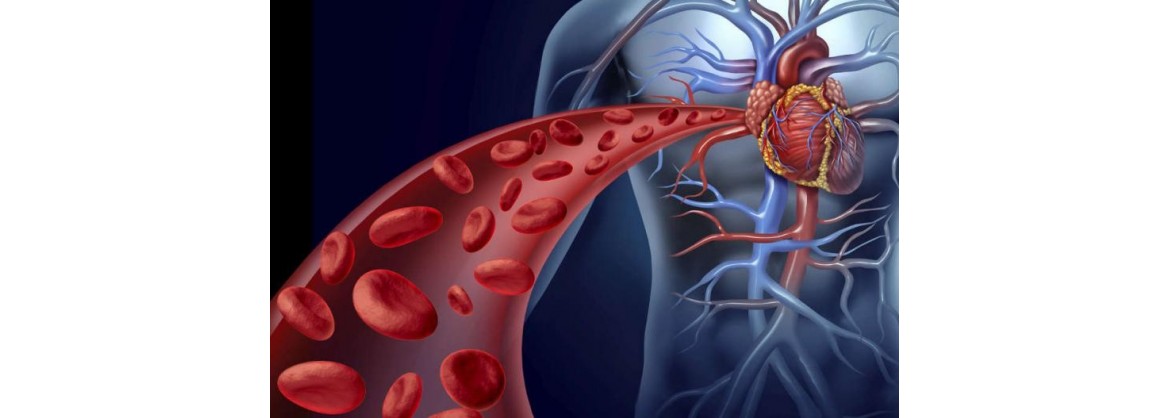 Combate las afecciones del sistema circulatorio con complementos naturales